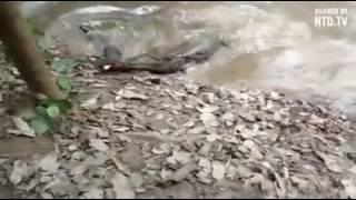 Fisheel kill the crocodile मछली ने मगरमच्छ को मार डाला