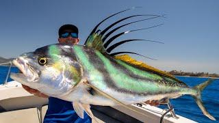 GIANT Mexican Dream Fish Catch Clean Cook- Roosterfish Puerto Vallarta Mexico