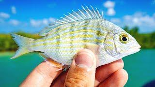 Fishing with Pinfish to Catch Big Redfish & Snook New PB Inshore Slam