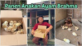 Panen belasan ekor anakan ayam Brahma