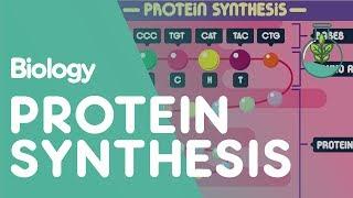 Protein Synthesis  Cells  Biology  FuseSchool