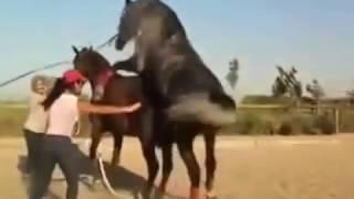 Atların ilginç çiftleşmesi Amazing horse mating