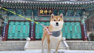 Shiba Inu Visits Traditional Temple and Folk Village in Korea