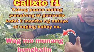 Wag mo munang bungkalin kahit 6 months ng  natuyoan ang talongan mo... ITO ANG SAGOT