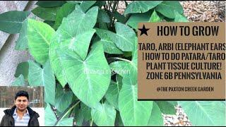 Grow Taro Arvi Arbi Elephant Ears  How to do PataraTaro Plant Tissue Culture Zone 6b