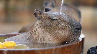 Capybara Showering Like A BOSS - Luxury Shower