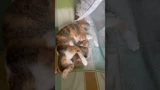 Keseruan ibu dan anak yang masih bocil 🫣 #shorts #kucing #kitten