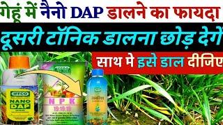 गेहूं में नैनो dap के फायदे नैनो dap के साथ क्या मिला कर डाल सकते हैंNano DAP . NANO DAP