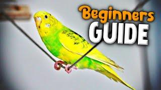 How to take Care of a Parakeet  Beginners Guide to Pet Birds