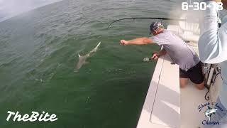 500lb Goliath Grouper Eats 5ft Shark-TheBite