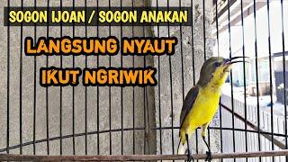 PANCINGAN SOGON IJOAN AGAR BUNYI DAN RAJIN NGRIWIK #SOGONIJOANNGRIWIK