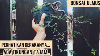 BONSAI ULMUS SMALL CASCADE STYLE - INSPIRASI BONSAI GAYA AIR TERJUN