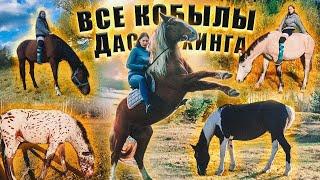 ОБЗОР ЛОШАДЕЙ 2 часть  Факты о лошадях