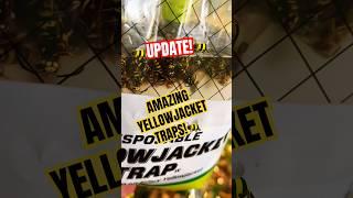 UPDATE AMAZING YELLOWJACKET TRAPS #shorts