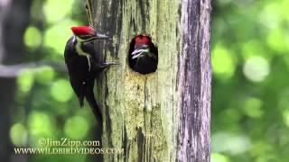 Pileated Woodpecker Nest