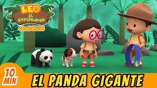 El Panda Gigante Español  Leo El Explorador Episodio  Animación - Familia - Niños