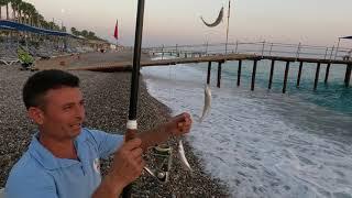 Alanyada Lokum Balığı Nasıl Kolay Yakalanır Teknikleri 