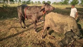 Buffalo Breeding Session Farm Rajsthan