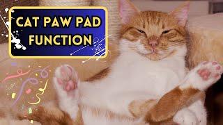 What Do Cats Paw Pads Do? 10 Fun Facts About Toe Beans