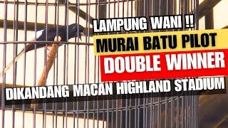 PECUNDANGI WARGA LOKAL  MURAI BATU PILOT DOUBLE WIINER DIKANDANG MACAN HIGHLAND STADIUM 