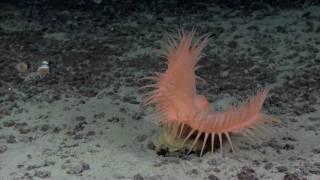 NOAA Ship Okeanos Explorer 2010 Highlights from Offshore Kona Hawaii