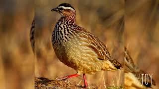 Bird crested francolin francolinus sephaena