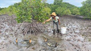 Lucky Today - Founding Many Big Mud Crabs In Muddy after Water Low Tide