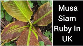 Growing Musa Siam Ruby in Colder Climate