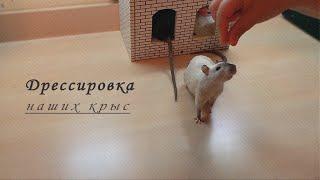 Дрессировка наших крысят.Training our rat pups.