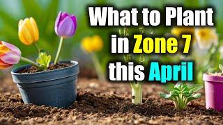 What to Plant in Zone 7 this April  Zone 7 Gardeners Guide to April Planting Success
