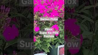 Garden Phlox Phlox Super Ka-Pow™ Fuchsia  Wonderful NEW Easy To Grow Vibrant Perennial