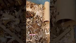 Hamster House Deep Clean