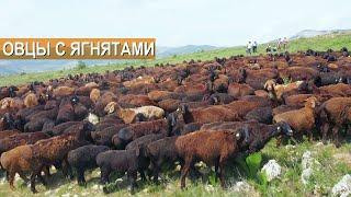 Суперягнята Овцы с ягнятами Гиссарской породы в горах Казахстана. Ферма Нурзада