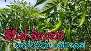 miris wagawa sinhala  මිරිස් වගාව  how to grow Chili  home gardening chili cultivation