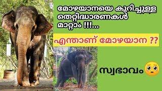 എന്താണ് മോഴ ആന ??   കേരളത്തിലെ മോഴയാനകൾ  Kerala Mozha Elephants Aanayum Aanakkaranum
