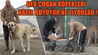 DEV ÇOBAN KÖPEKLERİ NASIL BÜYÜYOR NE YİYORLAR NASIL BESLENİYOR  ANADOLU ÇOBAN KÖPEĞİ KANGAL MALAKLI