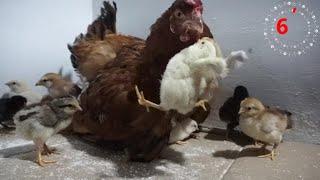 Whenever the chicks bite the mother hen she picks up the chicks