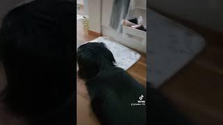 狙われる犬と犬を狩るのが楽しい猫