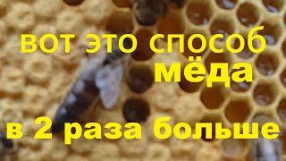 Эффективный способ увеличивающий медосбор в 2 раза на главном взятке