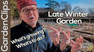 Late Winter Garden Check in - Whats growing in February? What to do to prepare garden for spring?