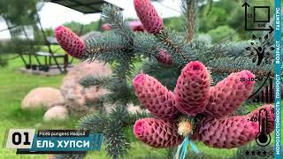 ЕЛЬ ХУПСИ голубой солитёр PICEA HOOPSII