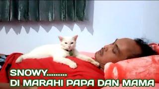 KUCING SNOWY KENA MARAH MAMA DAN PAPA ENDERIZA