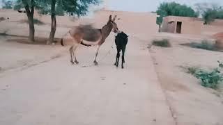 Donkey meeting video  Donkey farm  Donkey breeding season  Donkey love story.