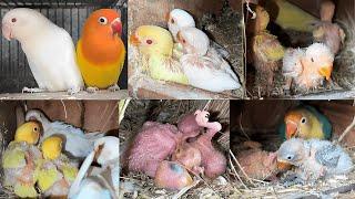 Lovebirds Mutation Breeding Setup A Guide for Breeders