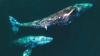 Two Male Gray Whales Exhibit Possible Mating Behavior
