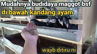 Mudahnya budidaya maggot bsf di bawah kandang ayam