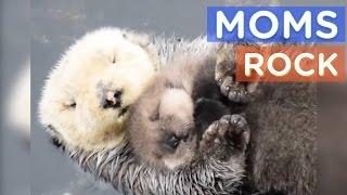 Best Animal Moms Ever  Motherly Animals Compilation  The Dodo Best Of