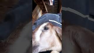 funny video short #goat #shortvideo #videoshort #youtubeshorts #animals