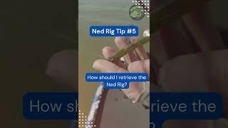 Discover the Secrets to Ned Rig Fishing #shorts #fishing #fishingtips