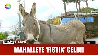 Mahalleye fıstık geldi